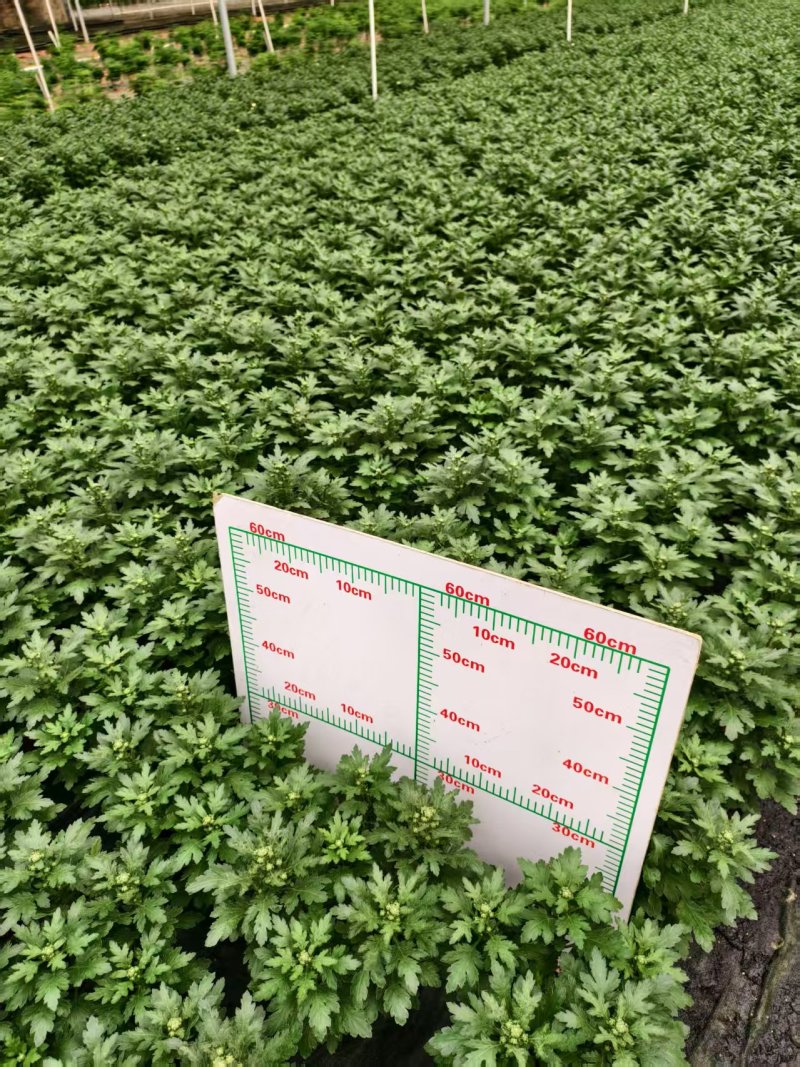 清明节祭祖扫墓专用特级香松黄白菊花金雀花盆栽耐热基地直发
