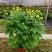 清明节祭祖扫墓专用特级香松黄白菊花金雀花盆栽耐热基地直发