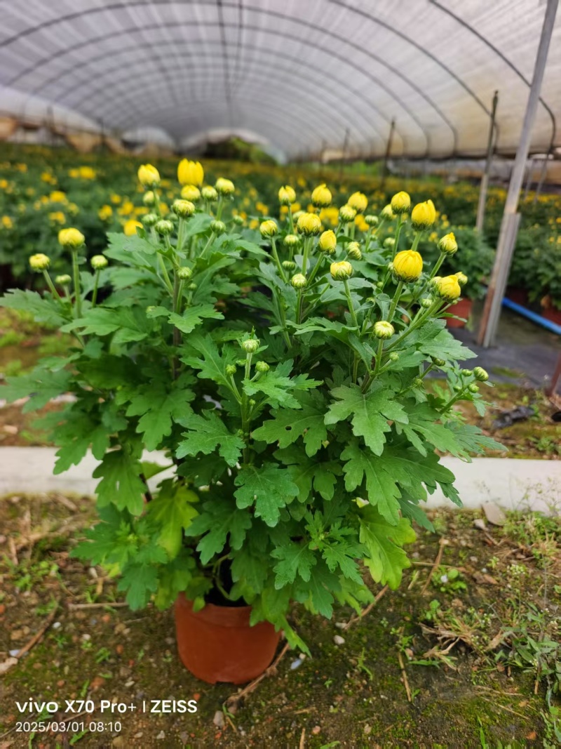 清明节祭祖扫墓专用特级香松黄白菊花金雀花盆栽耐热基地直发