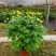 清明节祭祖扫墓专用特级香松黄白菊花金雀花盆栽耐热基地直发