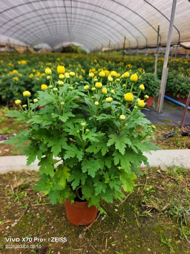 清明节祭祖扫墓专用特级香松黄白菊花金雀花盆栽耐热基地直发