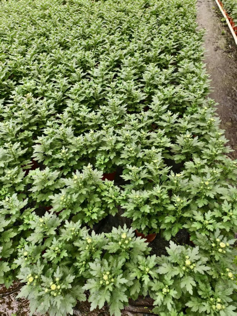 清明节祭祖扫墓专用特级香松黄白菊花金雀花盆栽耐热基地直发