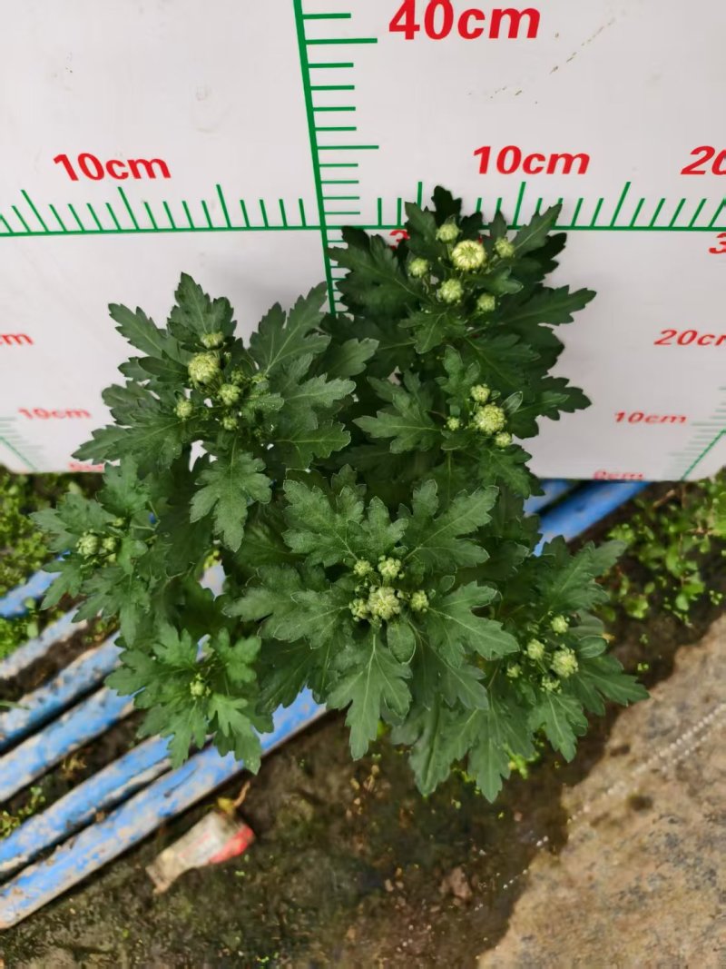 清明节祭祖扫墓专用特级香松黄白菊花金雀花盆栽耐热基地直发