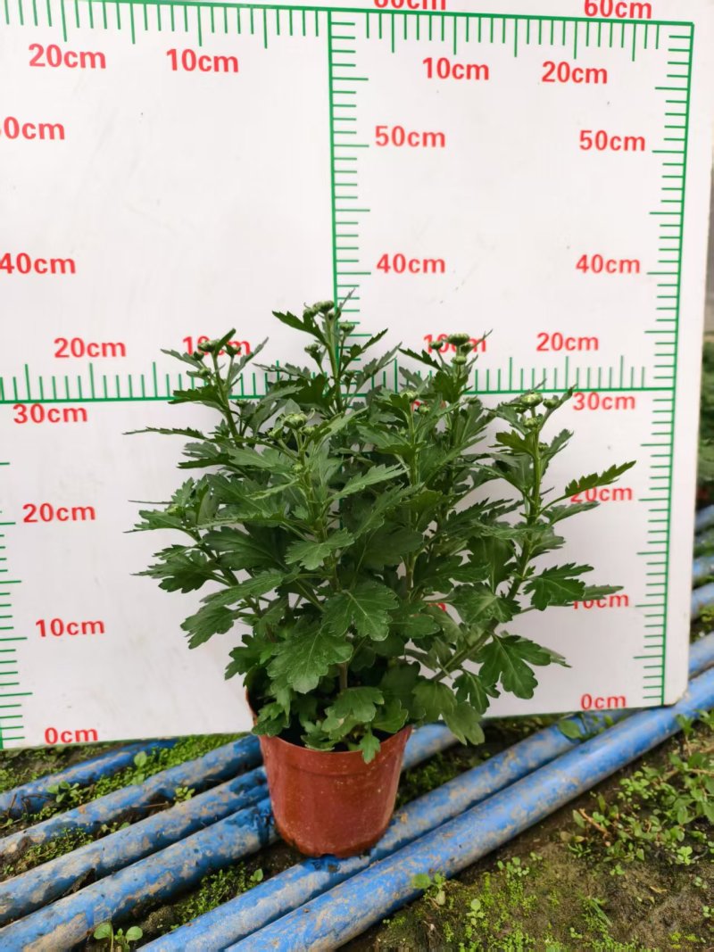 清明节祭祖扫墓专用特级香松黄白菊花金雀花盆栽耐热基地直发