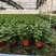 清明节祭祖扫墓专用特级香松黄白菊花金雀花盆栽耐热基地直发