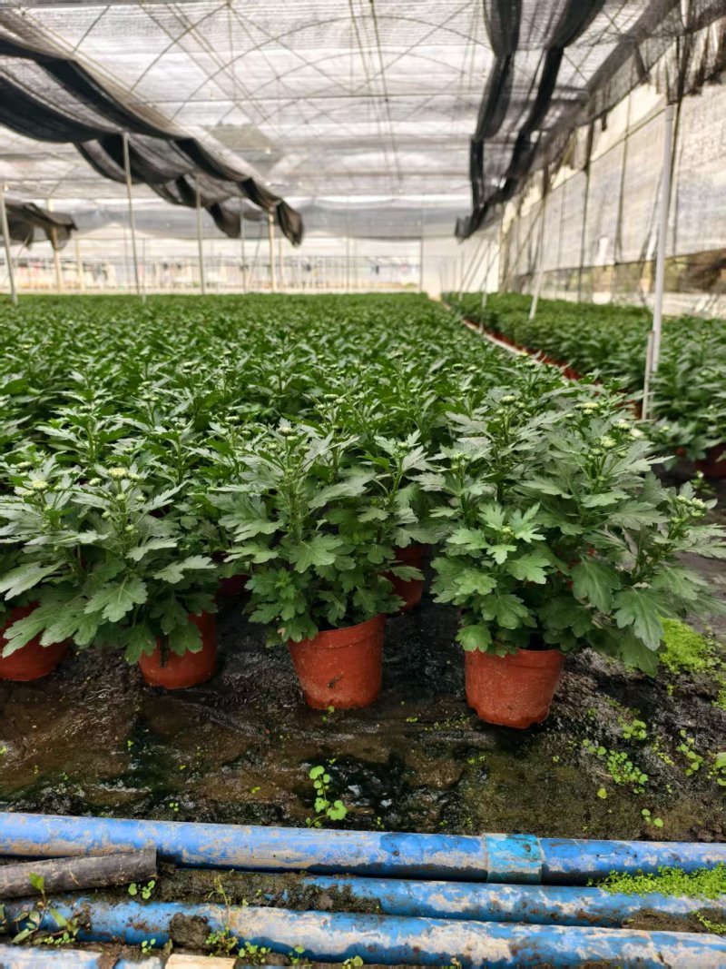 清明节祭祖扫墓专用特级香松黄白菊花金雀花盆栽耐热基地直发