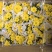 清明节祭祖扫墓专用特级香松黄白菊花金雀花盆栽耐热基地直发