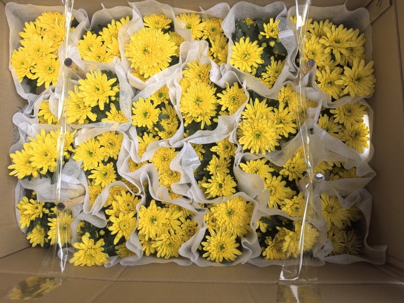 清明节祭祖扫墓专用特级香松黄白菊花金雀花盆栽耐热基地直发