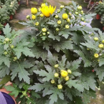 清明节祭祖扫墓专用特级香松黄白菊花金雀花盆栽耐热基地直发