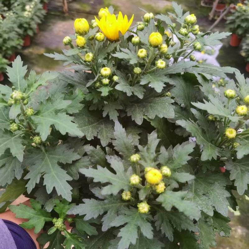清明节祭祖扫墓专用特级香松黄白菊花金雀花盆栽耐热基地直发