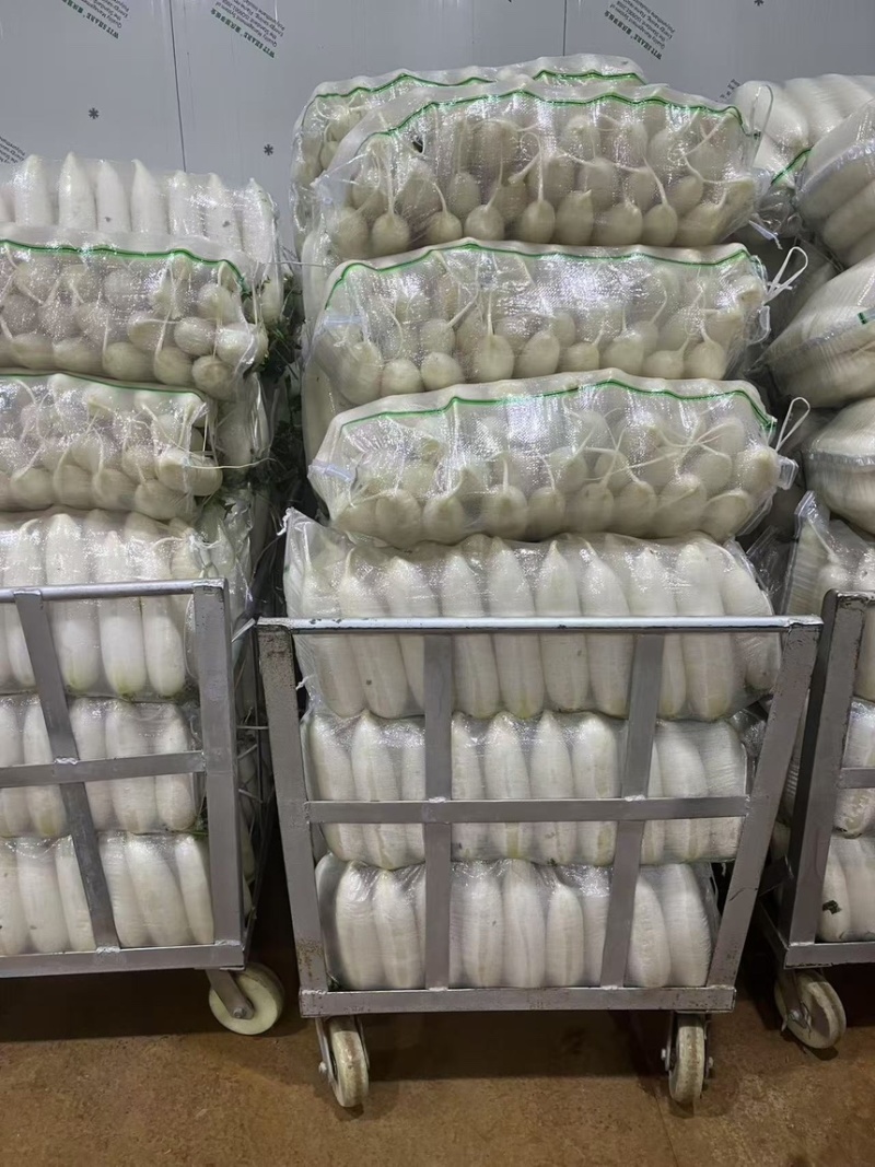 萝卜白萝卜高山种植产地一手新鲜可见