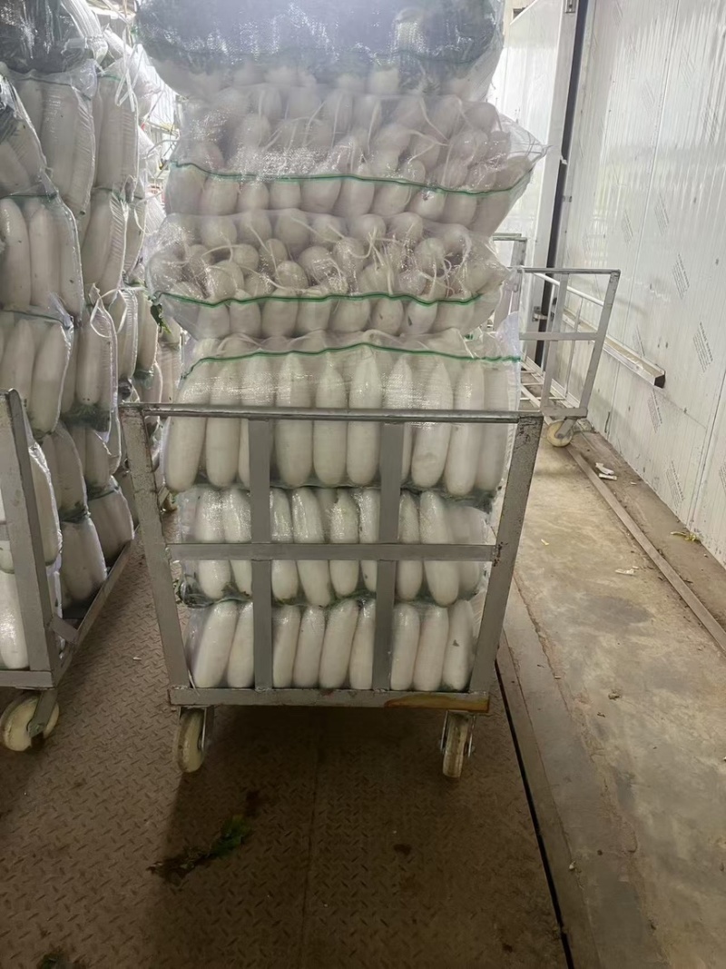 萝卜白萝卜高山种植产地一手新鲜可见