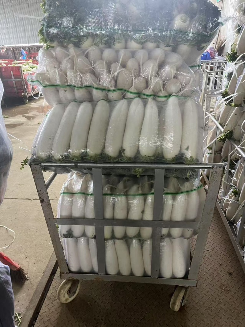 萝卜白萝卜高山种植产地一手新鲜可见