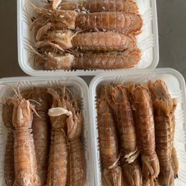 皮皮虾