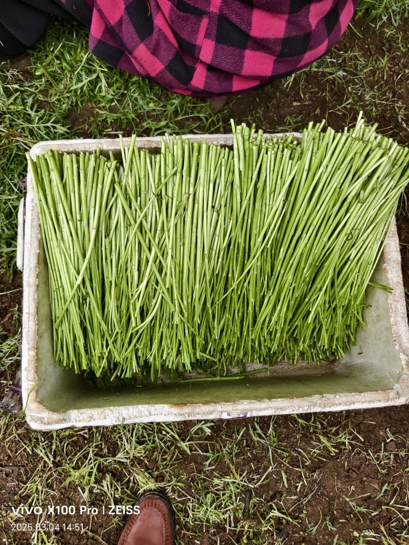 青白芦蒿，自产自销，基地直发，没有中间商赚差价
