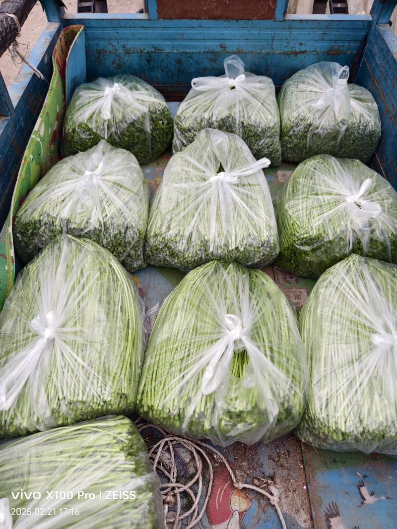 青白芦蒿，自产自销，基地直发，没有中间商赚差价