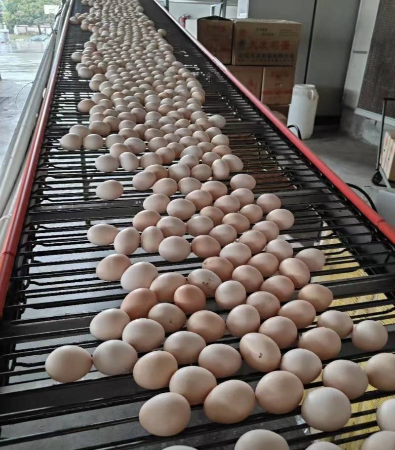出售农家土鸡蛋，价格实惠，120一件，质量有保障，包售后