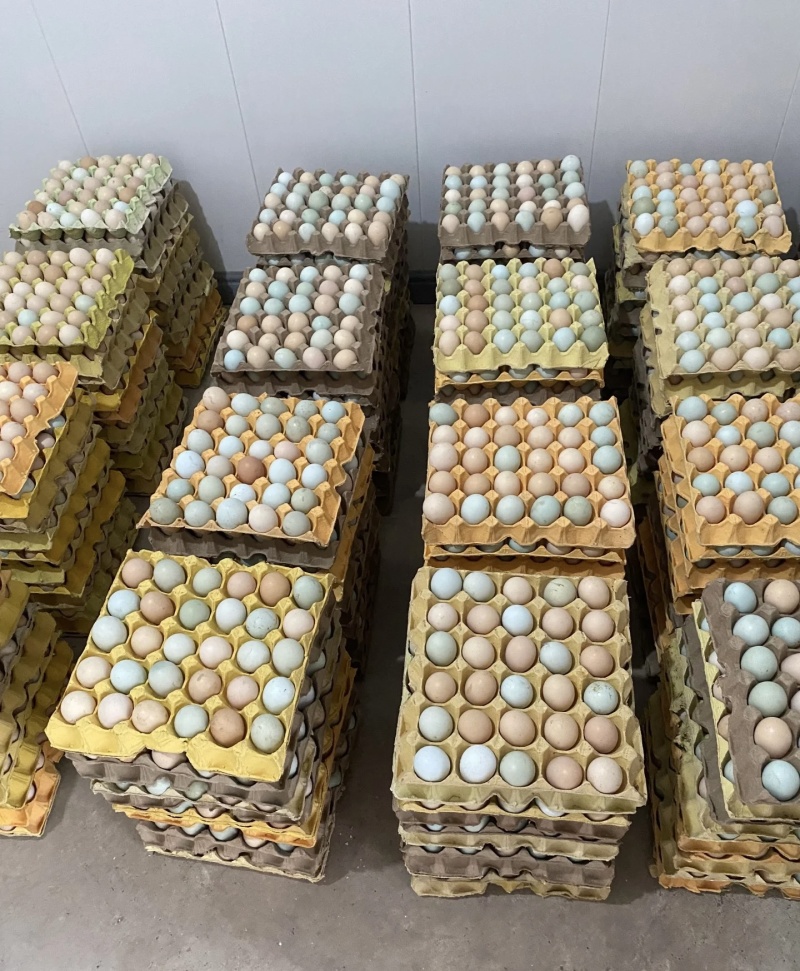 出售农家土鸡蛋，价格实惠，120一件，质量有保障，包售后
