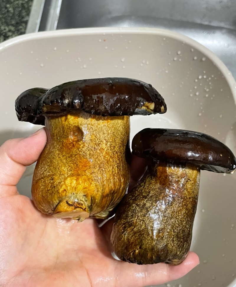 牛肝菌