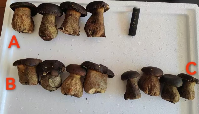 牛肝菌