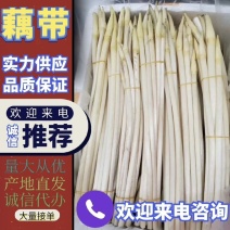 宁波藕带，藕尖，藕芽子，新鲜藕带，新鲜藕尖