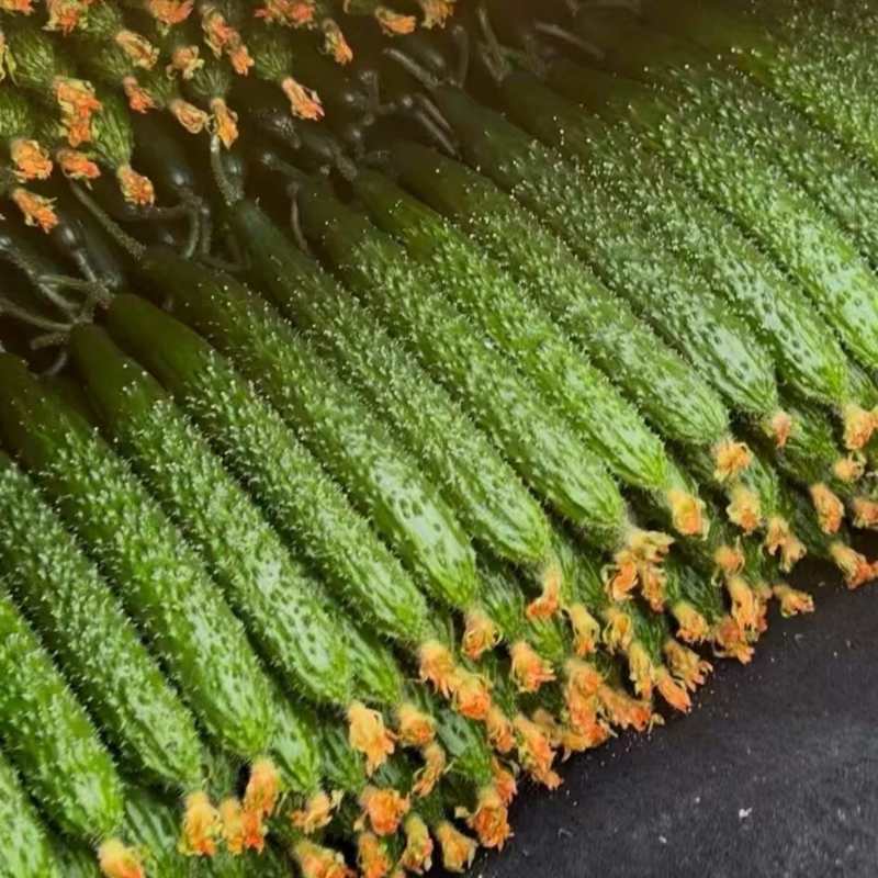 精品黄瓜大量有货