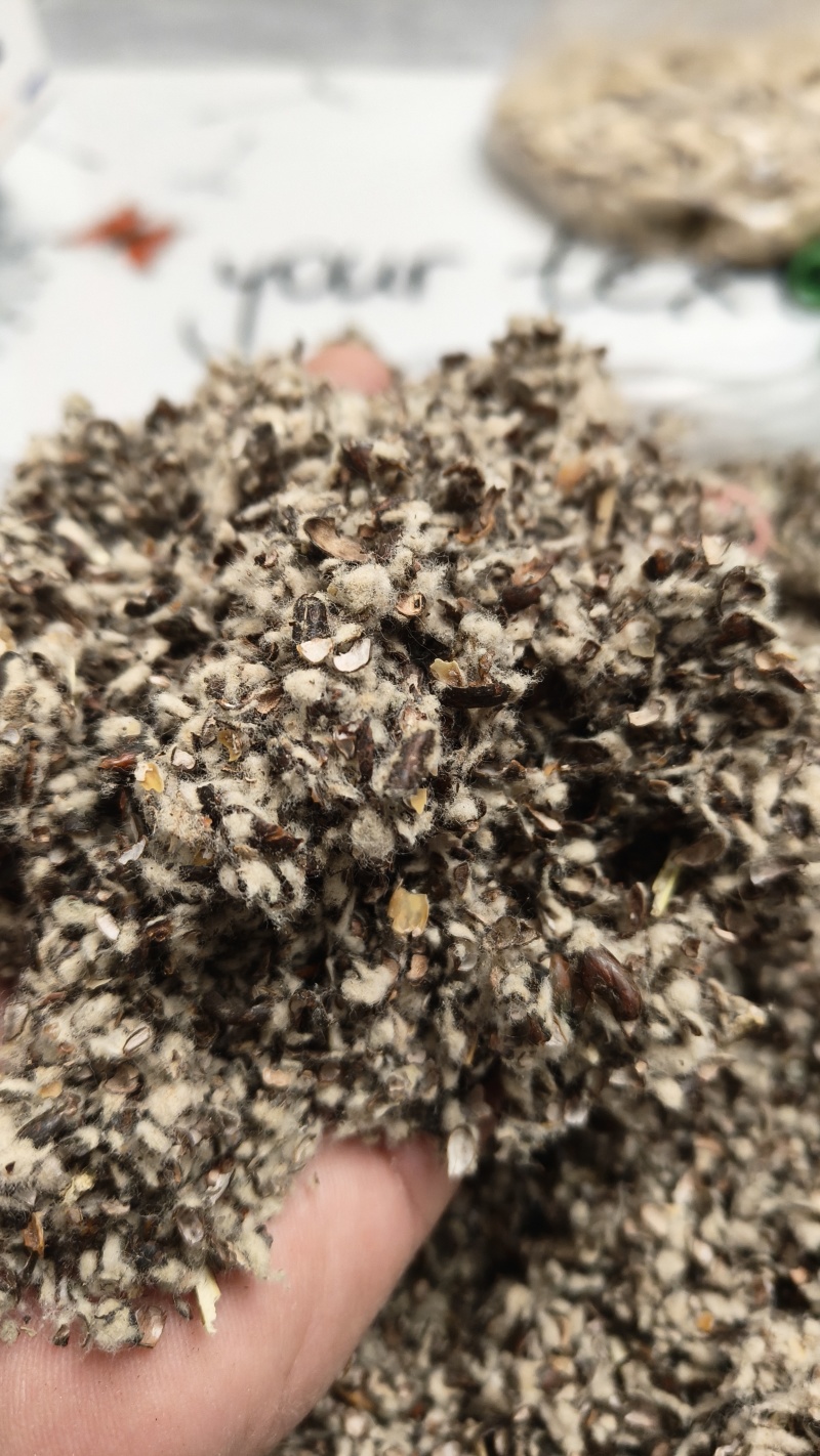 棉籽壳厂家直销，新疆阿克苏天康棉籽壳，河北棉籽壳，山东棉