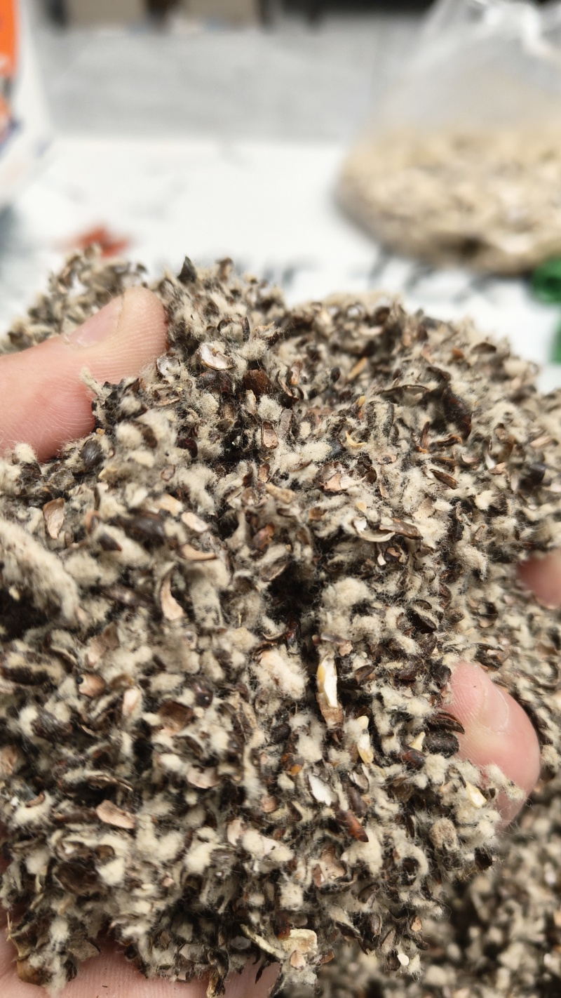 棉籽壳厂家直销，新疆阿克苏天康棉籽壳，河北棉籽壳，山东棉