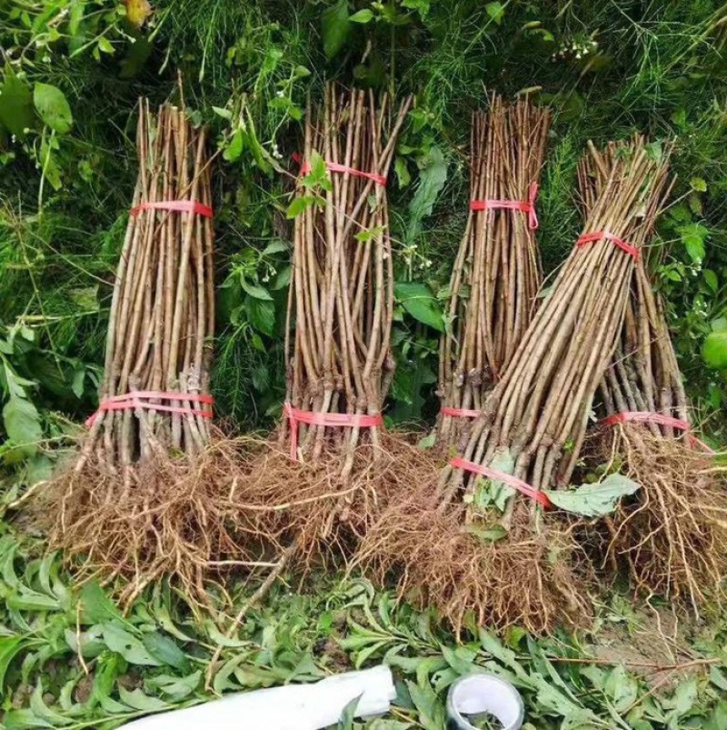 味帝李子苗，个头大，纯甜