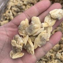M规格（500-700粒）花蛤肉特价处理