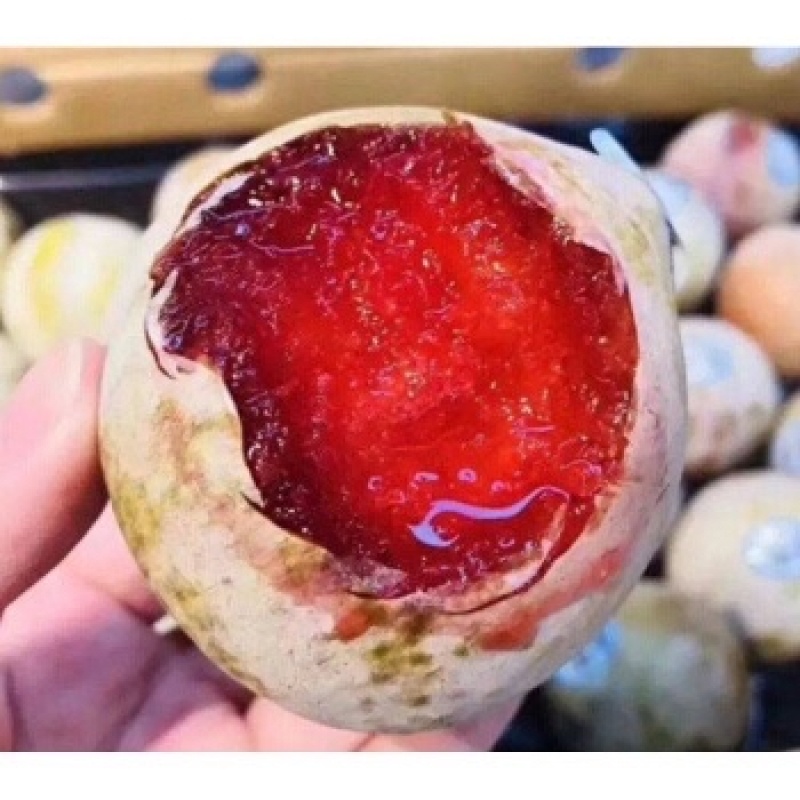 味帝李子苗，个头大，纯甜