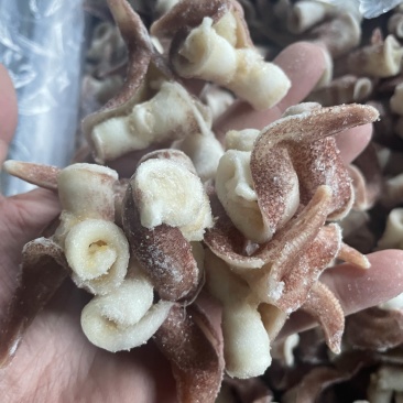 翻花紫鸟贝