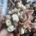 翻花紫鸟贝