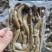 氧化海肠解冻后效果