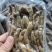 氧化海肠解冻后效果