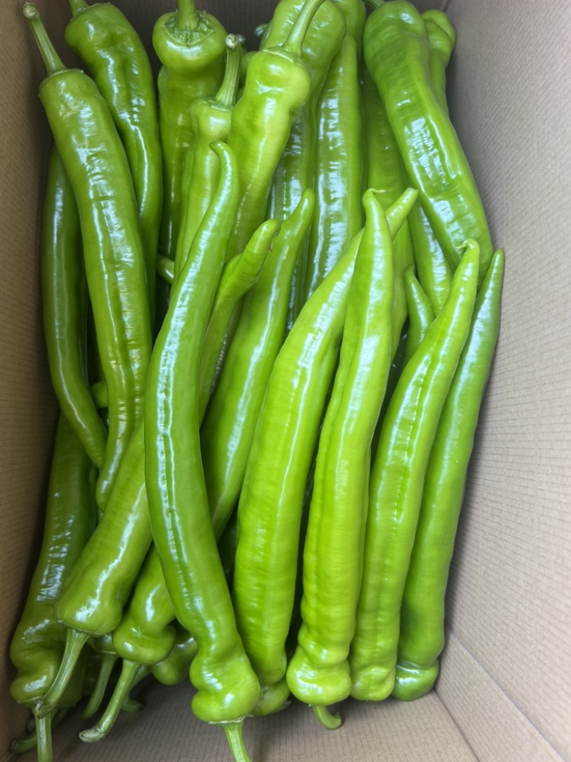 四川大凉山西昌黄皮树椒绿皮树椒牛角椒基地一手直发