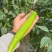 四川大凉山西昌黄皮树椒绿皮树椒牛角椒基地一手直发