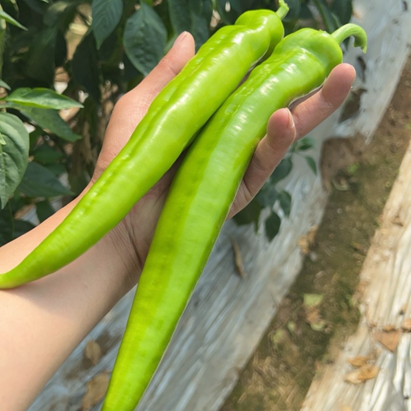四川大凉山西昌黄皮树椒绿皮树椒牛角椒基地一手直发