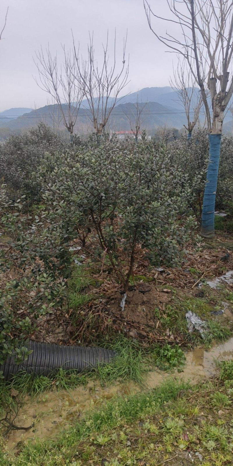 菲油果大量有货产地直发保质保量可视频看货