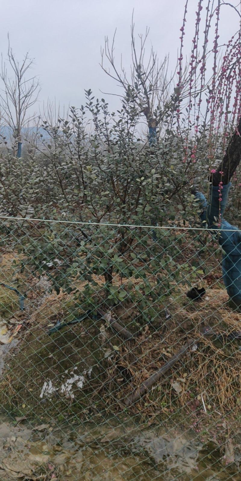 菲油果大量有货产地直发保质保量可视频看货