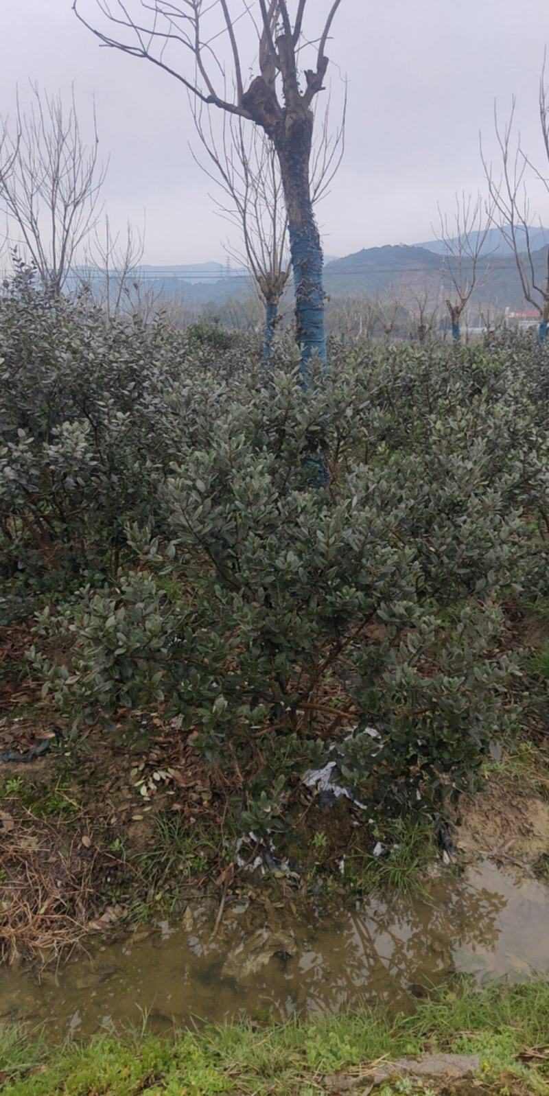 菲油果大量有货产地直发保质保量可视频看货