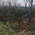 菲油果大量有货产地直发保质保量可视频看货