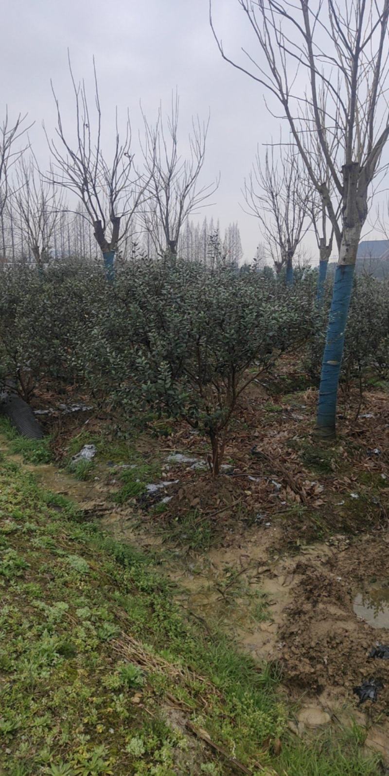 菲油果大量有货产地直发保质保量可视频看货