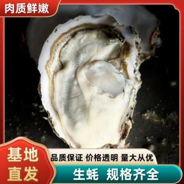 2.5+精品乳山生蚝