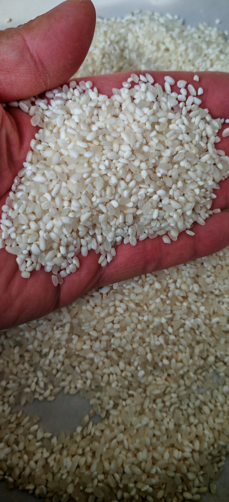 粳米大量供应厂家直销品质保证期待与您合