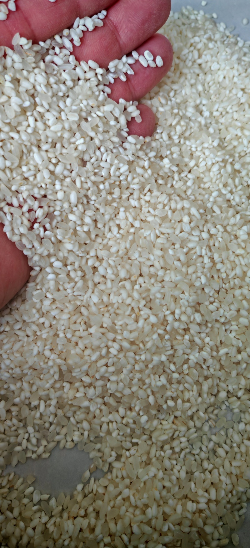 粳米大量供应厂家直销品质保证期待与您合