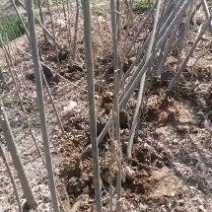 107速生杨树苗