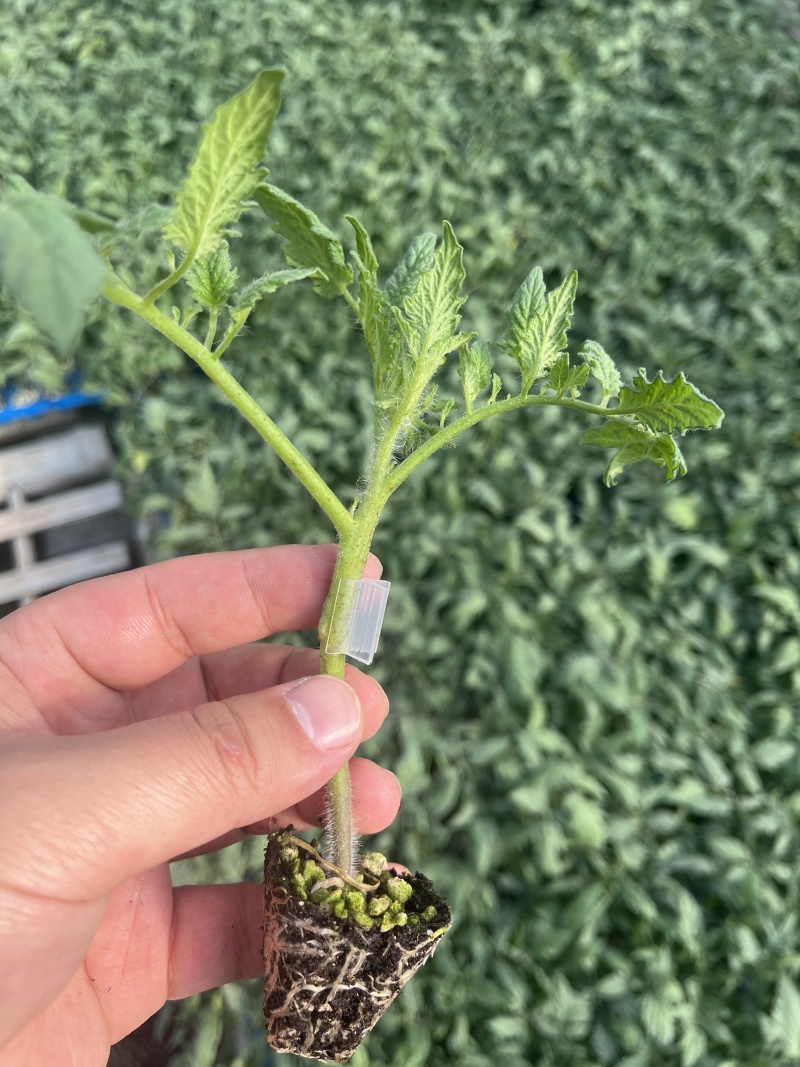 青甜二号苗青甜2号番茄苗绿色小番茄苗纯甜小番茄苗