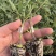 青甜二号苗青甜2号番茄苗绿色小番茄苗纯甜小番茄苗