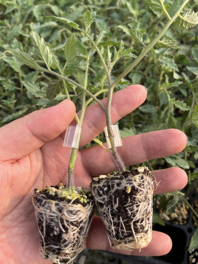 青甜二号苗青甜2号番茄苗绿色小番茄苗纯甜小番茄苗